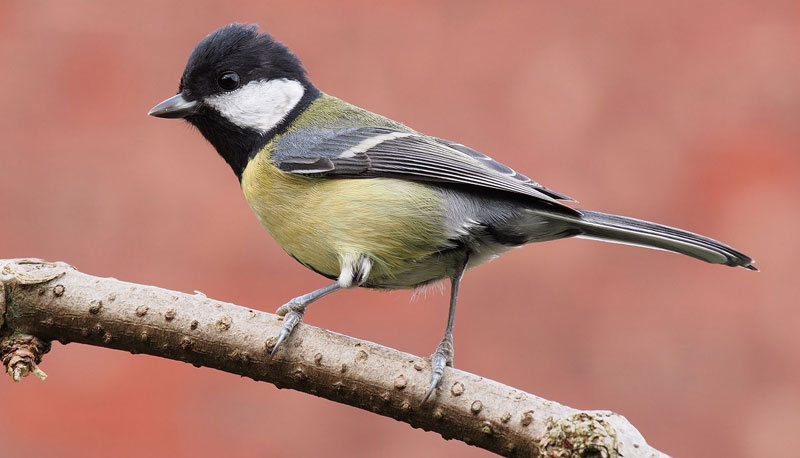 Great tits bird