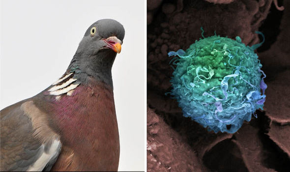 GETTYIncredible new research suggests pigeons can spot signs of breast cancer in biopsies and mammograms