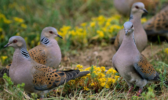 GETTYThe birds are well known for their part in the classic Christmas tune