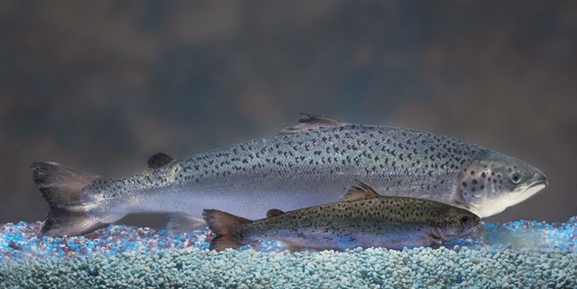 Bounty Technologies shows two same-age salmon a genetically modified salmon rear and a non-genetically modified salmon foreground. The U.S. Food and Drug Administration approved the first geneticall