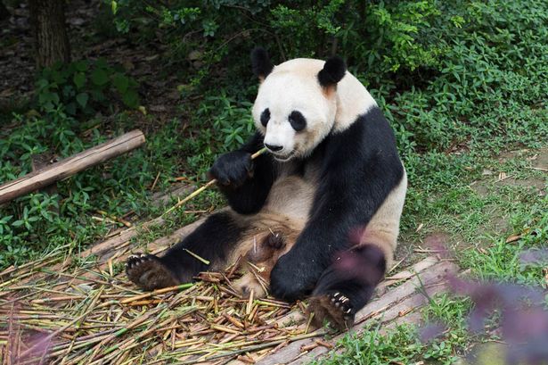 A panda eats bamboo in the Chengdu Research Base of Giant Panda Breeding