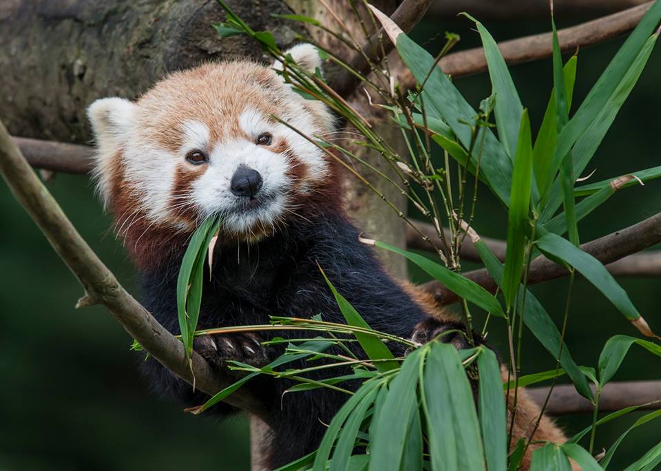 Rare Red Panda twins born at Welsh Mountain Zoo