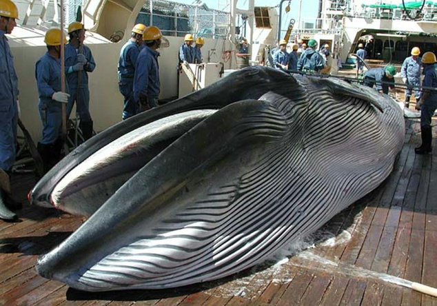 Japan's whaling decision 'disappointing'