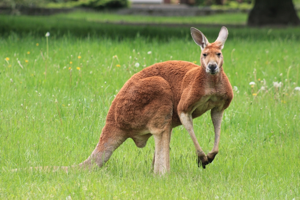 Kangaroo