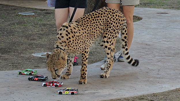 Koda a two-year-old cheetah at Zoo Miami picked Kevin Harvick to win the NASCAR Sprint Cup Championship