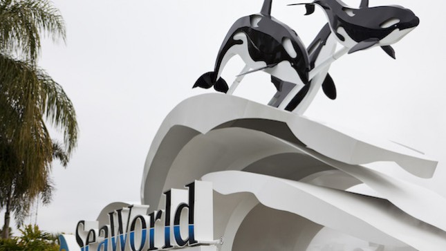 Burbank Lawmaker Pushes For End To Killer Whale Shows At SeaWorld