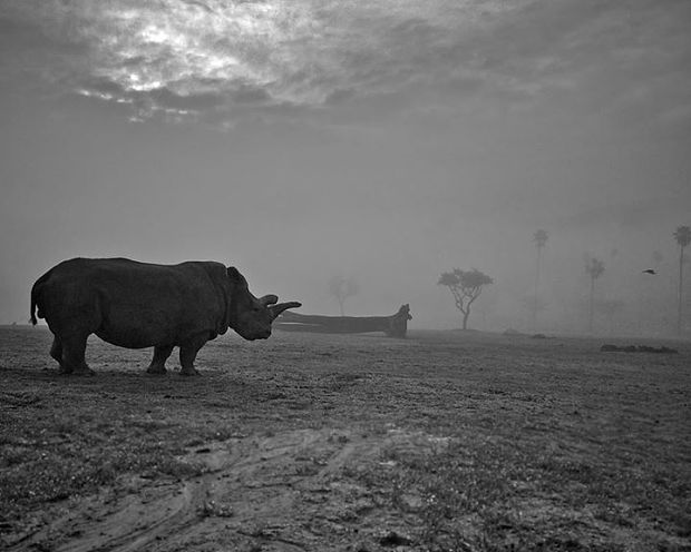 Nola a northern white rhino died at San Diego Zoo Park