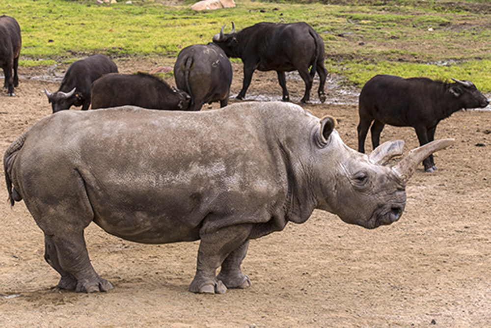 Nola the female white rhino at San Diego Zoo Safari Park died leaving many saddened by her disappearance and less hope that the species will recover from the brink of extinction