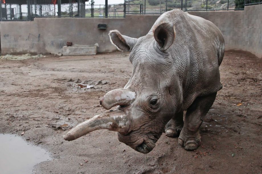 Nola a rare northern white rhino who lived at the San Diego Zoo Safari Park in Escondido Calif. since 1989 was euthanized Sunday after her health took a turn for the worse the zoo said. She was 41 had arthritis and other ailments and was being treat