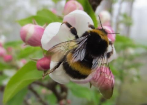 Neonicotinoid Pesticides exposure in Bumblebees May Lead to Poor Pollination