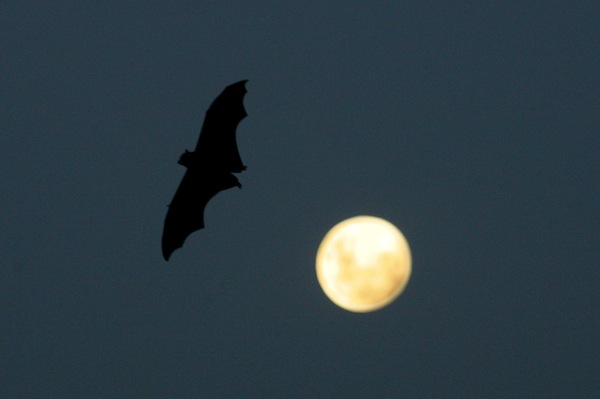 Bat Flight