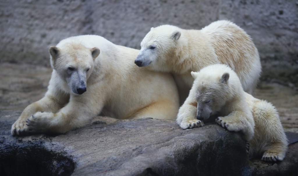 Polar bear population could drop by 30% in the next 35 yearsReuters