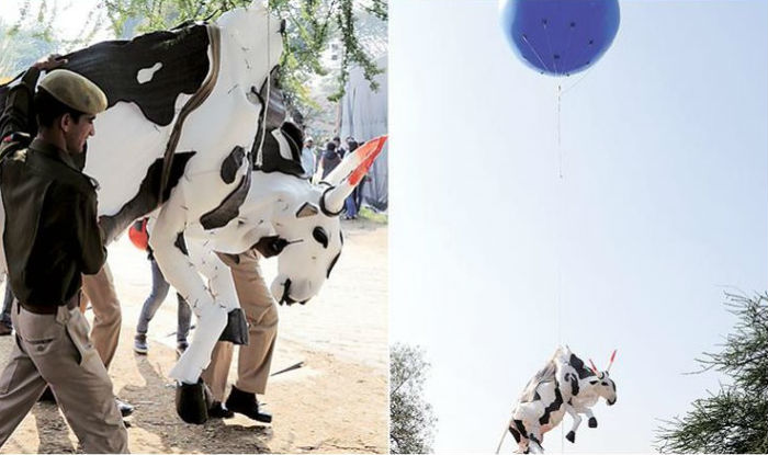 Controversy broke-out over 'Hanging cow' in Jaipur Art Summit at JKK