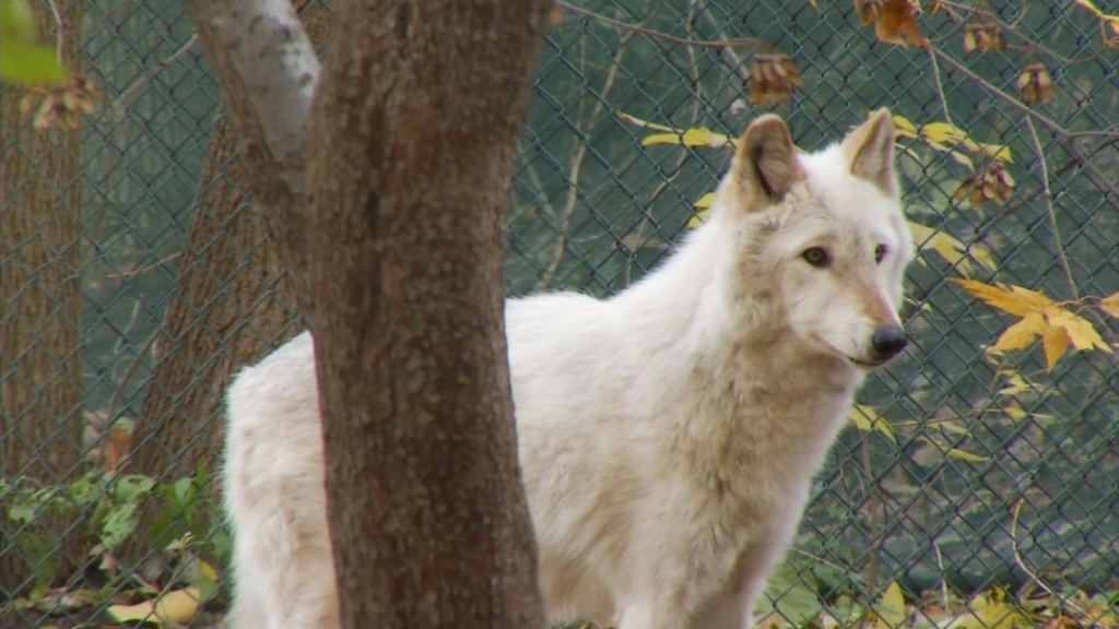 Oregon Fish and Wildlife Commission removes gray wolf from state endangered