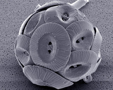 Rapid increase of planktons in the oceans known as coccolithophores are caused by increasing levels of carbon dioxide