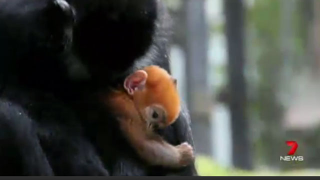 Bright orange monkey born at Sydney's Taronga zoo is a rare François' langur