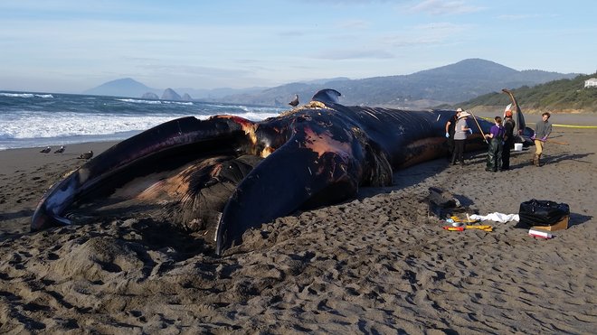 Washed up whale 'We hope to put it on public display&#39