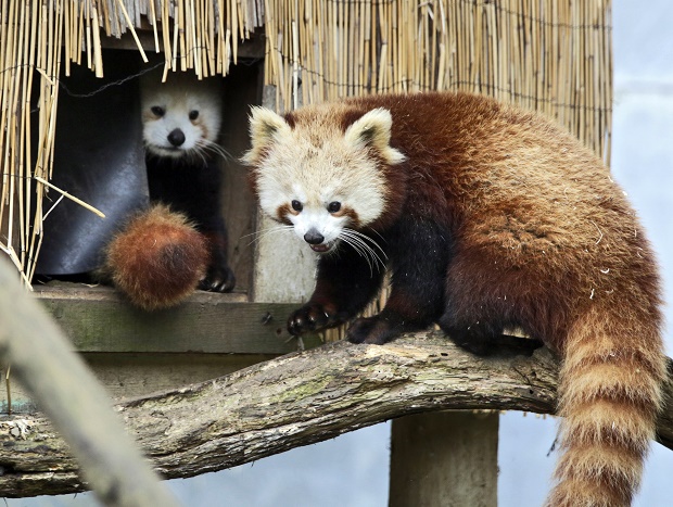 Can Someone Please Help This California Zoo Find Its Missing Red Panda?