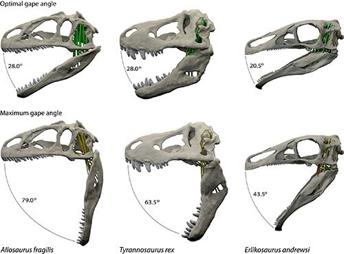 'Big mouth' Tyrannosaurus rex could open his terrifying jaw 80 degrees