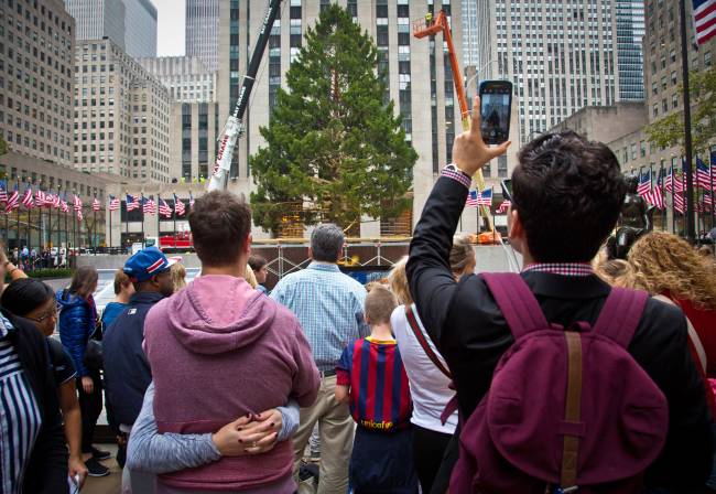 A Norway Spruce at least 75 feet high from Gardiner N.Y. draws attention after being placed in its new location as the 2015 Rockefeller Center Christmas tree Friday Nov. 6 2015 in New York