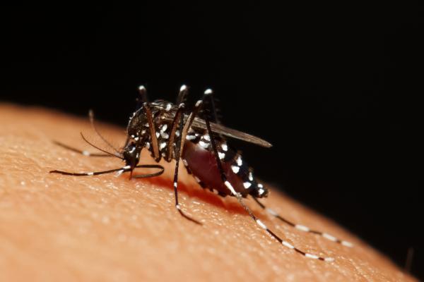 Mutant Mosquito To Combat Malaria – New Method Revolutionizes Tweaking Of