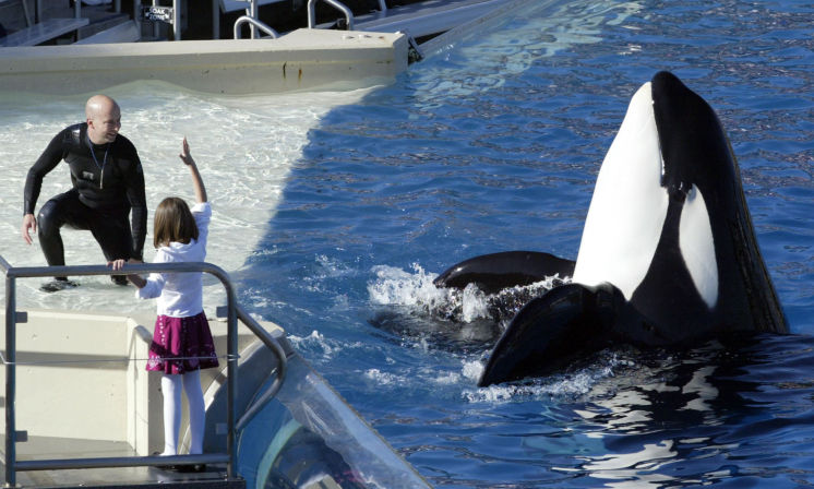 SeaWorld Entertainment the parent company of Busch Gardens in Tampa will phase out its longstanding Shamu killer whale show at its San Diego park next year as part of a plan to re-position the struggling theme park after contoversy sparked by the docume