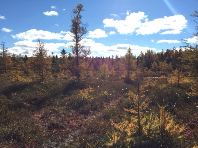 Sifton Bog London ON