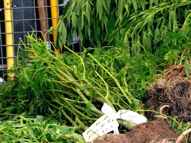 Some of the cannabis crops taken from the latest sting by police