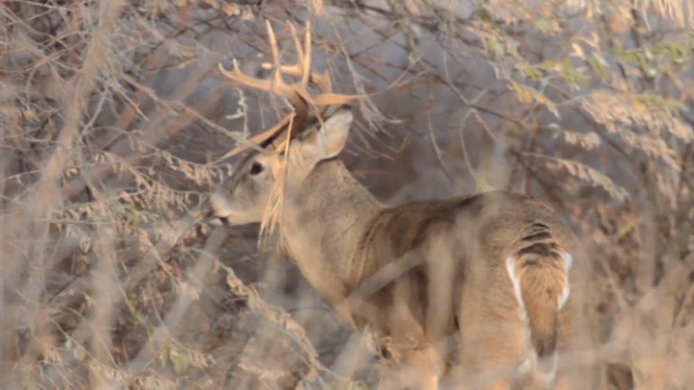 Staying safe during firearm deer hunting season