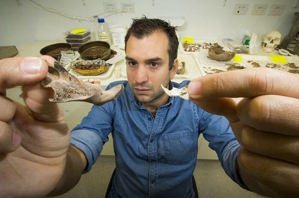 The tooth Dr. Julien Louys compares the ancient rat's jawbone to its smaller modern descendants&#x27