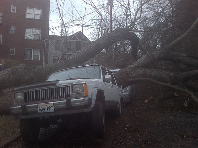 Tree Damage