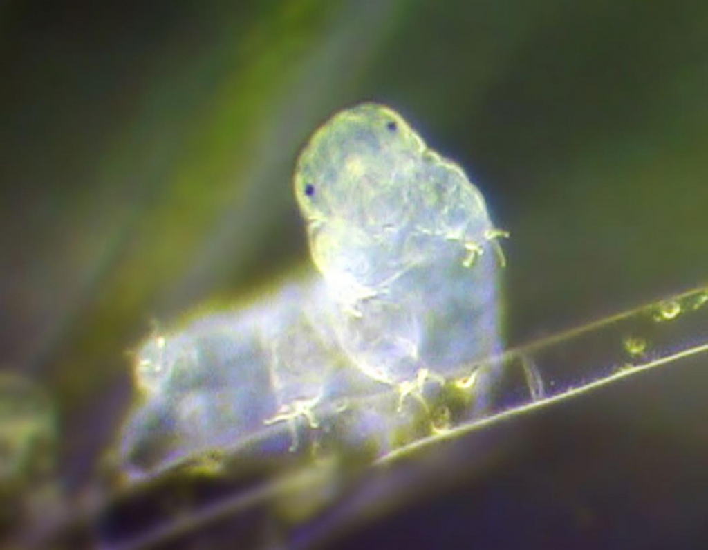 Indestructible Water Bears Have a Genome That Is Seriously Weird