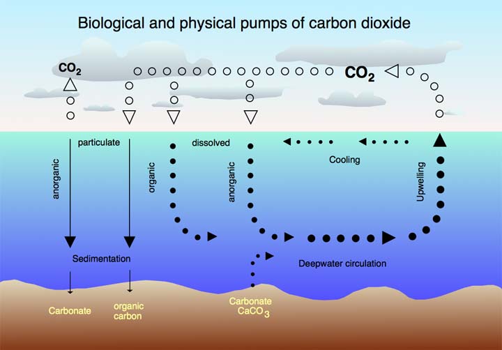 The carbon dioxide cycle between the atmosphere and the ocean  Image by Hannes Grobe 21:52 12 August 2006, Alfred Wegener Institute for Polar and Marine Research Bremerhaven Germany- Own work. Licensed under CC BY-SA 2.5 via Wikimedia Commons