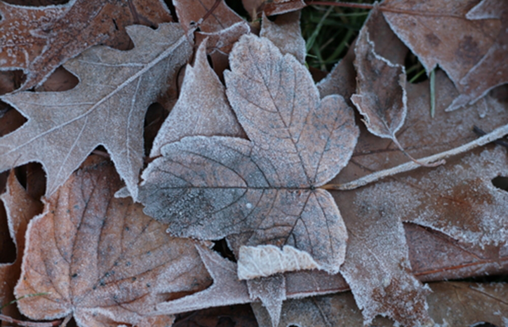 What to Expect from Looming Winter Weather Conditions