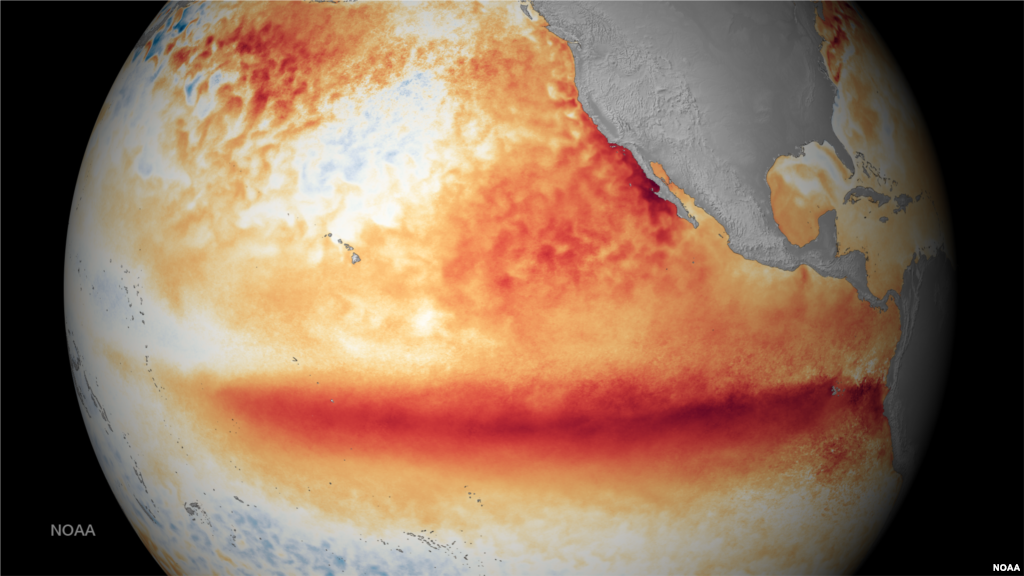 FILE- Sea surface temperature departure for the month of October 2015 where orange-red colors are above normal temperatures and indicative of El Niño