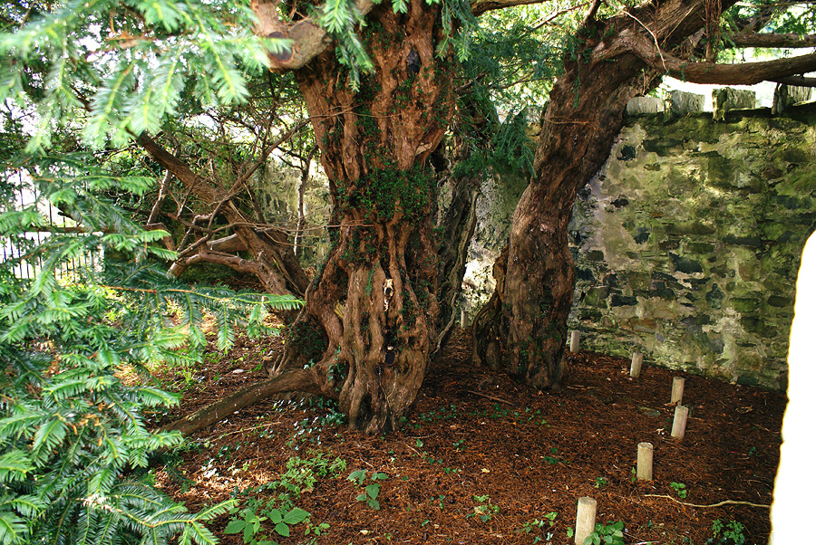 One of Europe's oldest trees is changing its sex