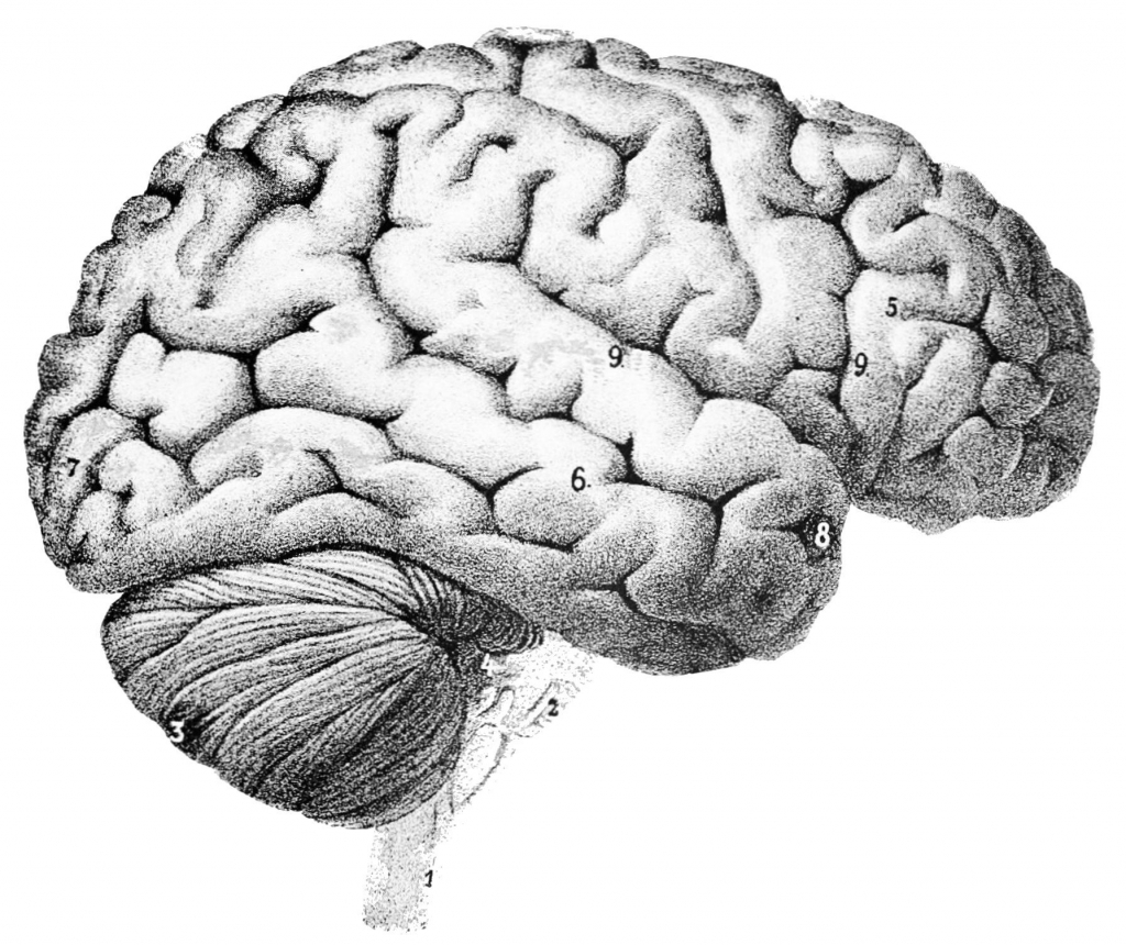 'Human Brain Possesses Both Male and Female Traits