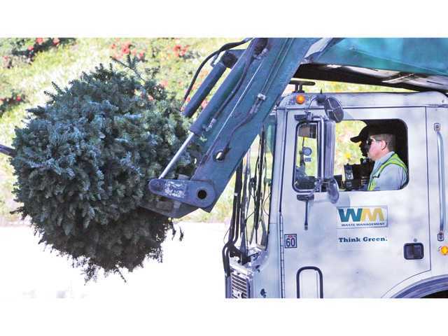 Waste Management two-man team watches as the truck lifts a Christmas tree for recycling in Saugus. Signal