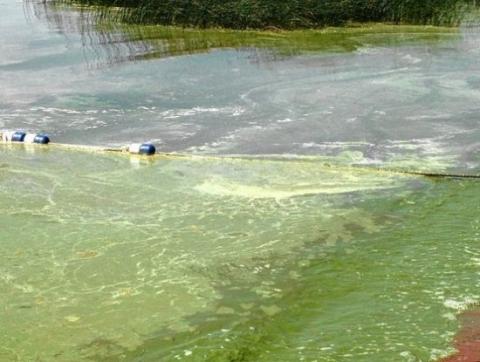 Toxic Algae Outbreak Might Worsen Due To Warming Of Lakes