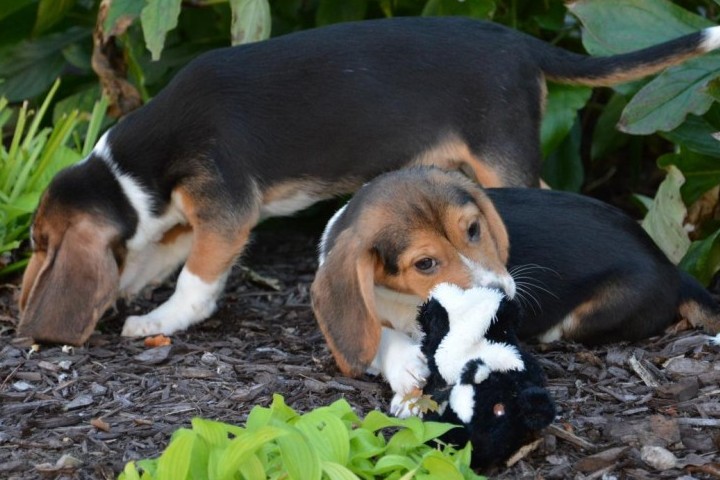 Cornell University research leads to first puppies born by in vitro fertilization. Credit Cornell University