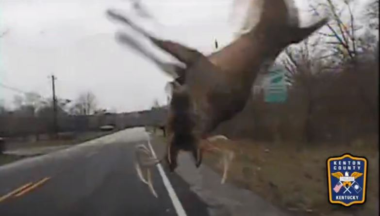 Deer survives shocking collision with police cruiser