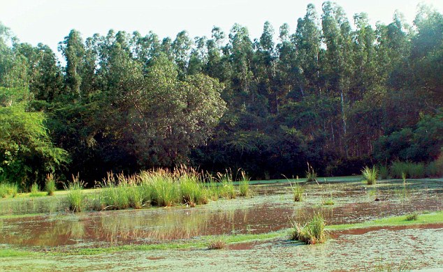 Delhi has only 20 per cent greenery as against the 33 per cent required forest cover according to the National Forest Policy