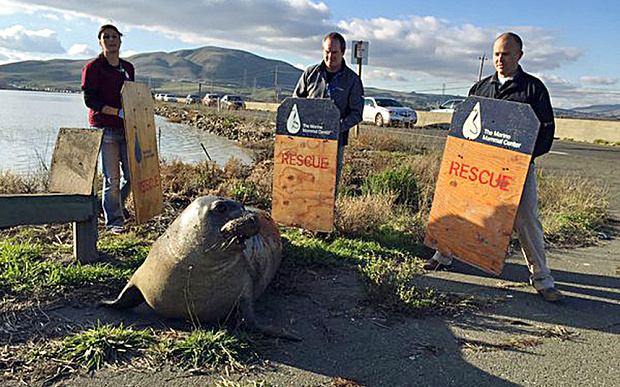 Elephant seal stops traffic in California