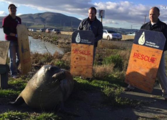 A 500 Lb Elephant Seal Tries to Cross the Road