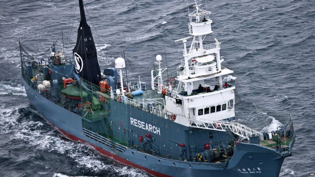 FILE- Japanese whaling ship Yushin Maru No. 2 sails in the Southern Ocean off Antarctica