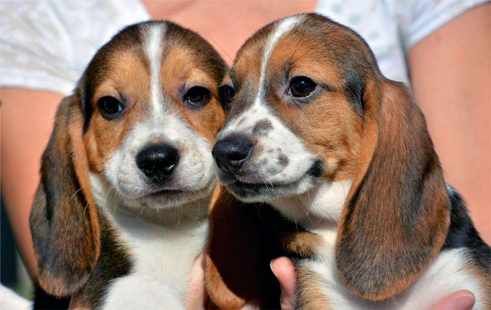 Seven week-old puppies born by in vitro fertilization at the Baker Institute for Animal Health in Ithaca N.Y