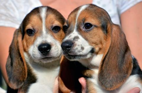 US Researchers Create World’s First Litter of Puppies through IVF