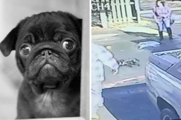 A woman was filmed throwing a black pug across the pavement on December 19 in California