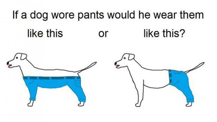 Trending News: Quick, How Should Dogs Wear Pants?