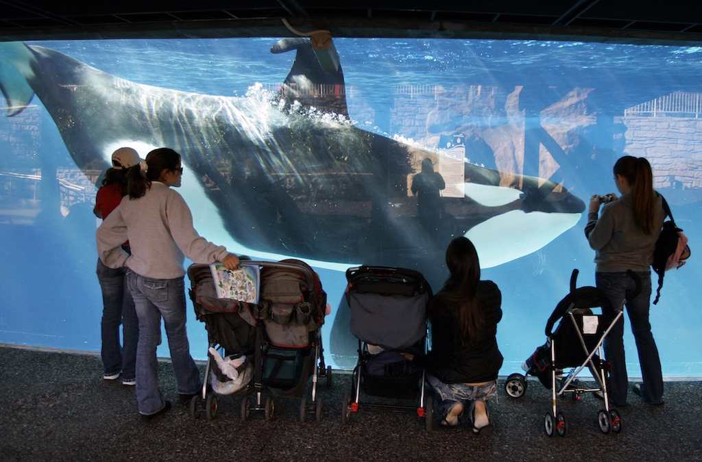 SeaWorld Sues California Coastal Commission Following Ban on Captive Orca Breeding